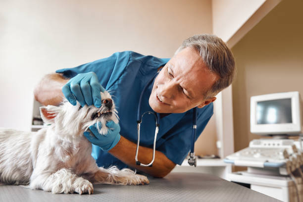 Best Broken or Chipped Tooth Repair in Hillsboro, OH